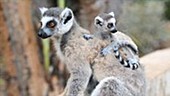 Ring-tailed lemur adult with pup