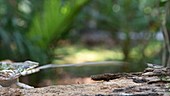 Panther chameleon catching prey