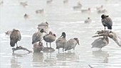 White-faced whistling ducks