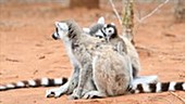 Ring-tailed lemur adult playing with pup