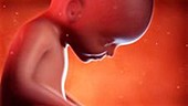 22 week old fetus