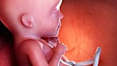 Human foetus at 26 weeks
