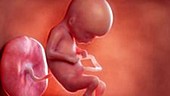 16 week old fetus