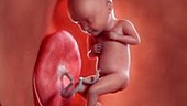 32 week old fetus