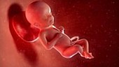 26 week old fetus