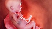 17 week old fetus
