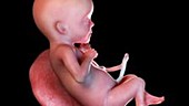 26 week old fetus