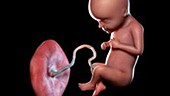 29 week old fetus