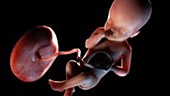 25 week old fetus