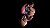 38 week old fetus