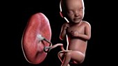33 week old fetus