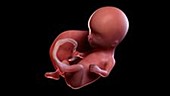 14 week old fetus