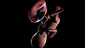 39 week old fetus