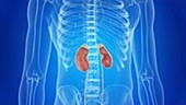 Human kidneys
