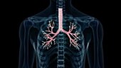 Human bronchi in lungs