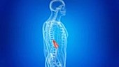 Tumours in the adrenal gland