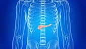 Human pancreas animation