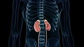 Human kidneys and ureters