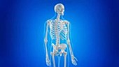 Human neck bones