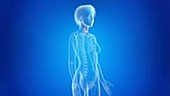 Human skeleton and thyroid