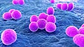 Mrsa bacteria