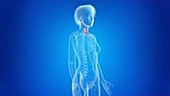 Human thyroid cancer