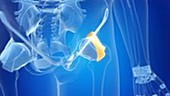 Human hip ligament