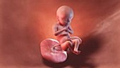 28 week old fetus