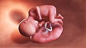 27 week old fetus