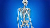 Human skeleton and sacrum