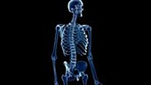 Human skeleton and painful sacrum