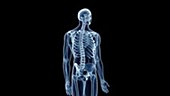 Human skeleton and painful shoulder