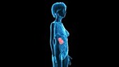 Human kidneys animation