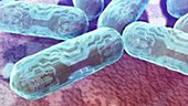 Synthetic bacteria communicating