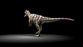 Ceratosaurus animation