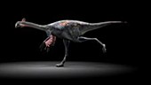 Gigantoraptor animation