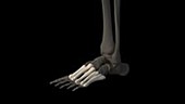 Human toe bones