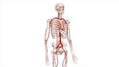 Human arteries