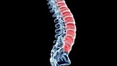 Human spine and intervertebral discs