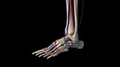 Human foot vascular anatomy