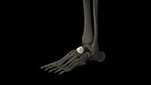 Human foot bone