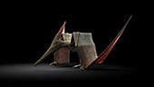Pteranodon animation