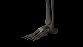 Human foot bones