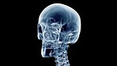 Human skull animation