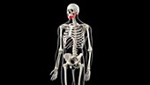 Human skeleton and jaw