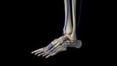Human foot veins