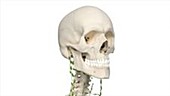 Human neck lymphatic vessels