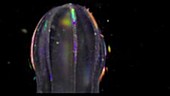 Comb jelly with beating cilia