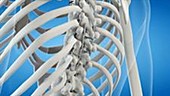 Spinal implant animation