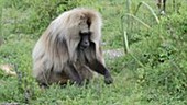 Geladas foraging